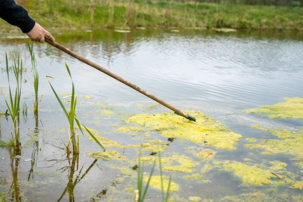 Algae Removal