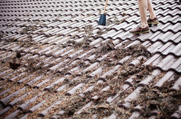 Pine Needle Roof Cleaning