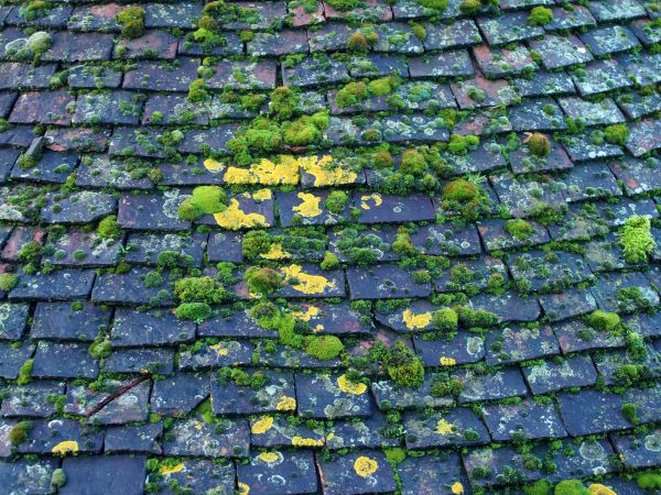 Roof Algae Treatment