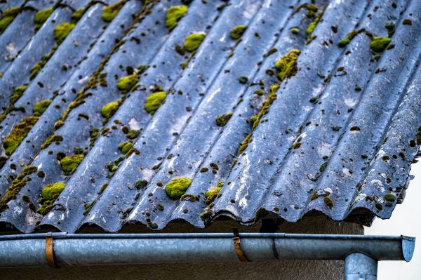 Roof Algae Removal