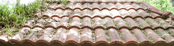 Roof Algae Cleaning