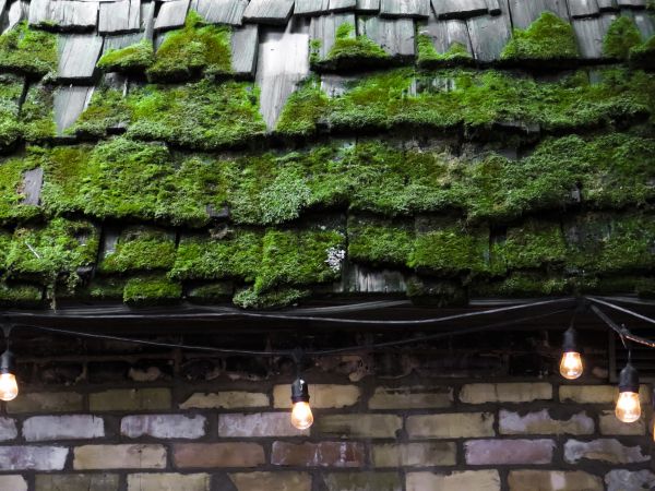 Cedar Roof Moss Removal