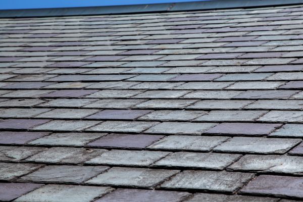 Roof Algae Removal
