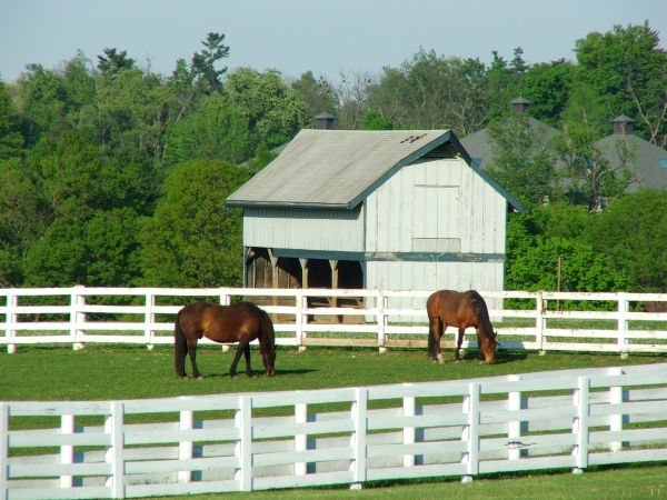 Equine Barn Roofing